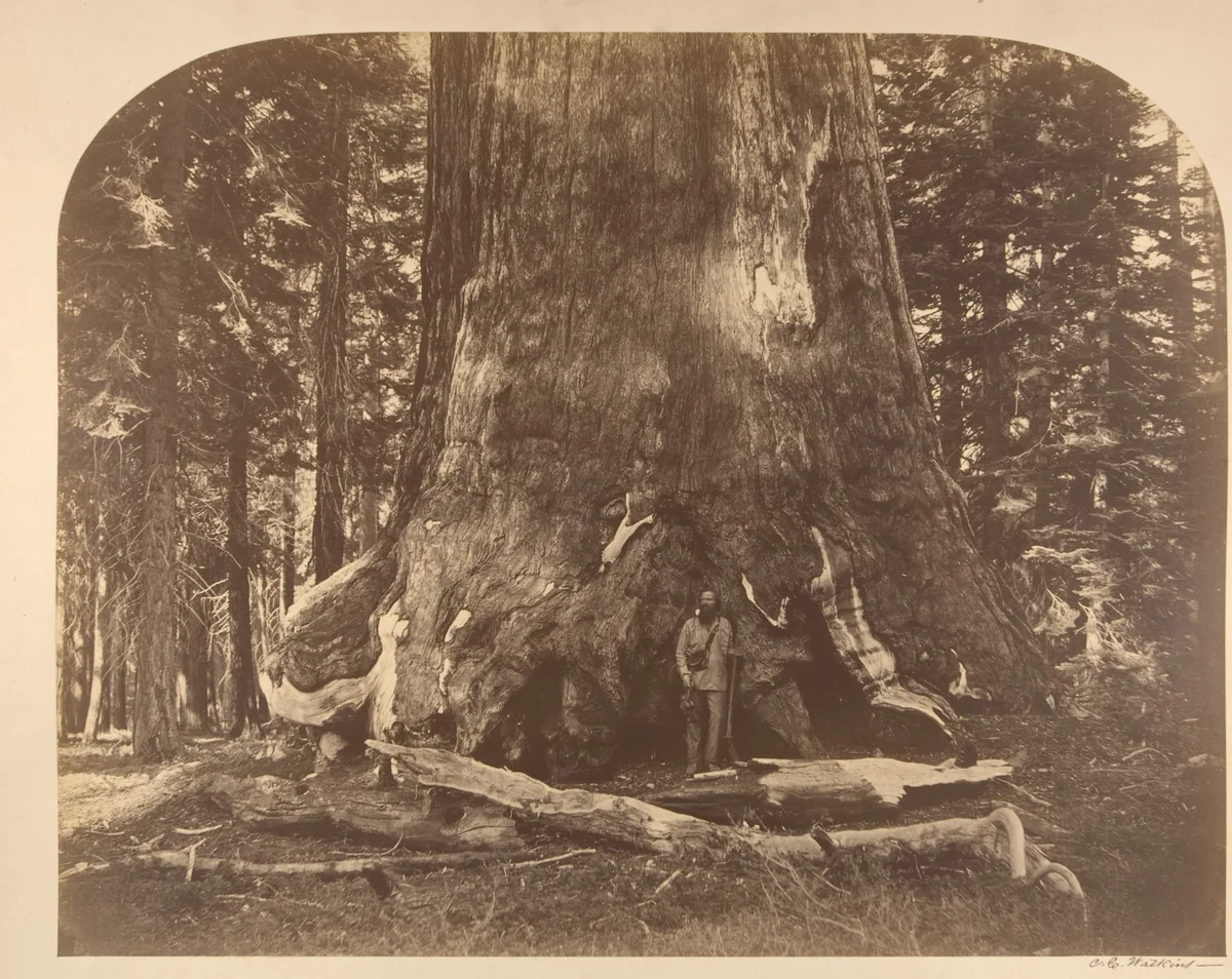 Section of the Grizzly Giant, Mariposa Grove, Yosemite by Carleton E. Watkins, photograph, 1861
