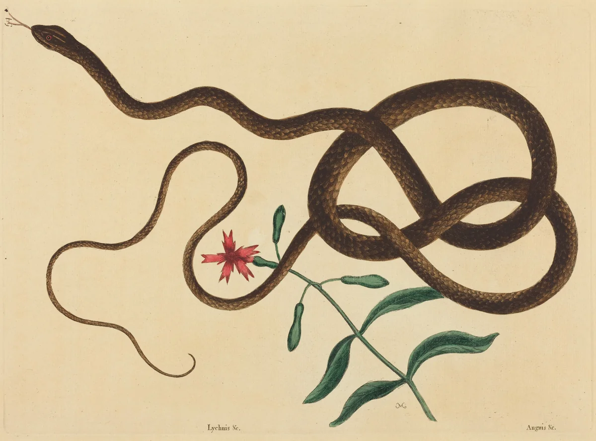 The Coach-Whip Snake (Coluber flagellum) by Mark Catesby, print, 1731-1743