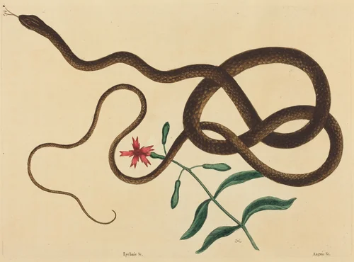 The Coach-Whip Snake (Coluber flagellum) by Mark Catesby, print, 1731-1743