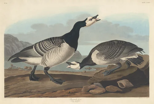Barnacle Goose by Robert Havell, Jr.; John James Audubon, print, 1836