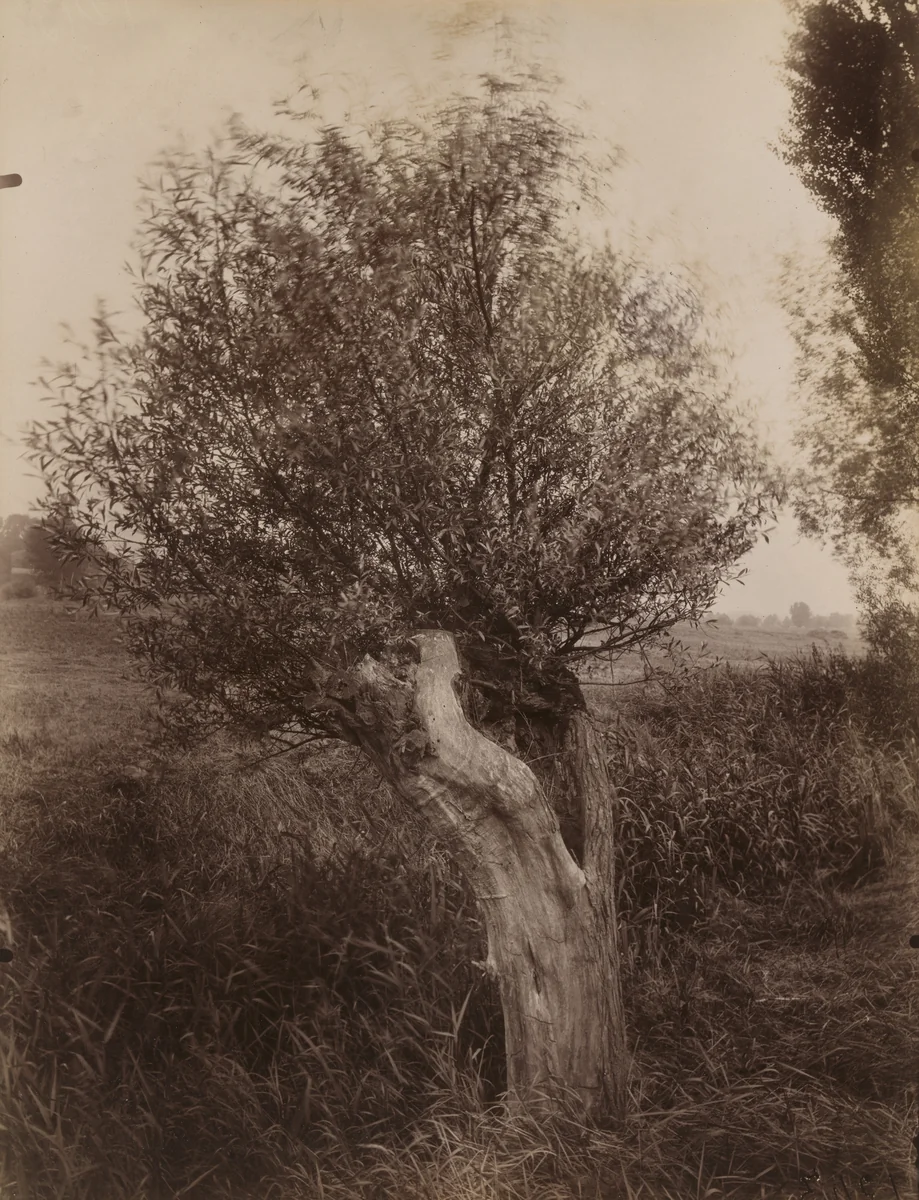 Saules by Eugène Atget, photograph, 1925