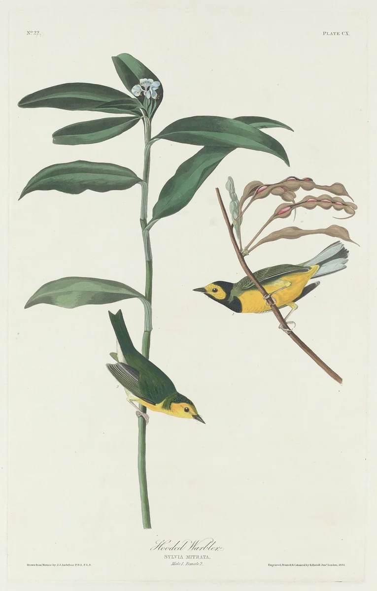 Hooded Warbler by Robert Havell, Jr.; John James Audubon, print, 1831