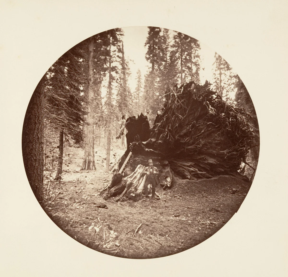 Eagle's Wing - Calaveras Grove by Carleton E. Watkins, photograph, 1876-1880