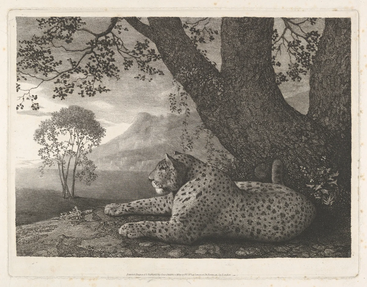 A Tyger (A Recumbent Leopard by a Tree) by George Stubbs, print, 1788