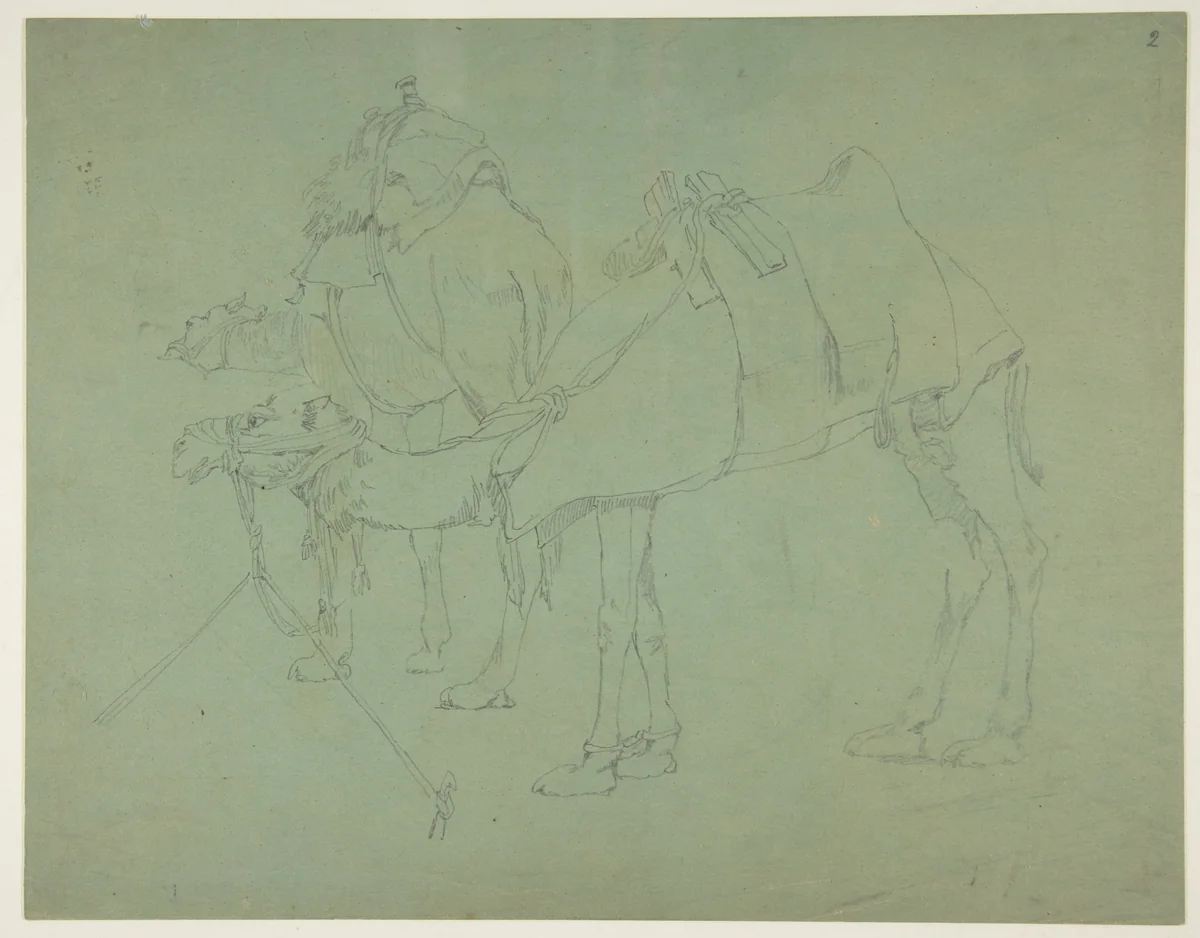 Two Camels by anonymous, drawing, 1800-1899