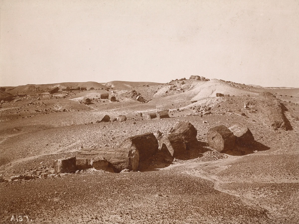 In the Petrified Forest (General View, Middle Park) by A.C. Vroman, photograph, 1895-1897