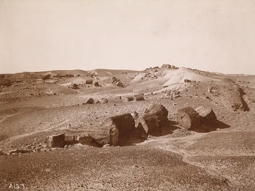 In the Petrified Forest (General View, Middle Park) by A.C. Vroman, photograph, 1895-1897