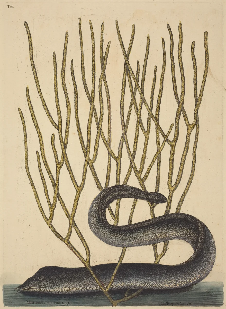 The Black Muray (Muraenae helenae varietas) by Mark Catesby, print, 1731-1743