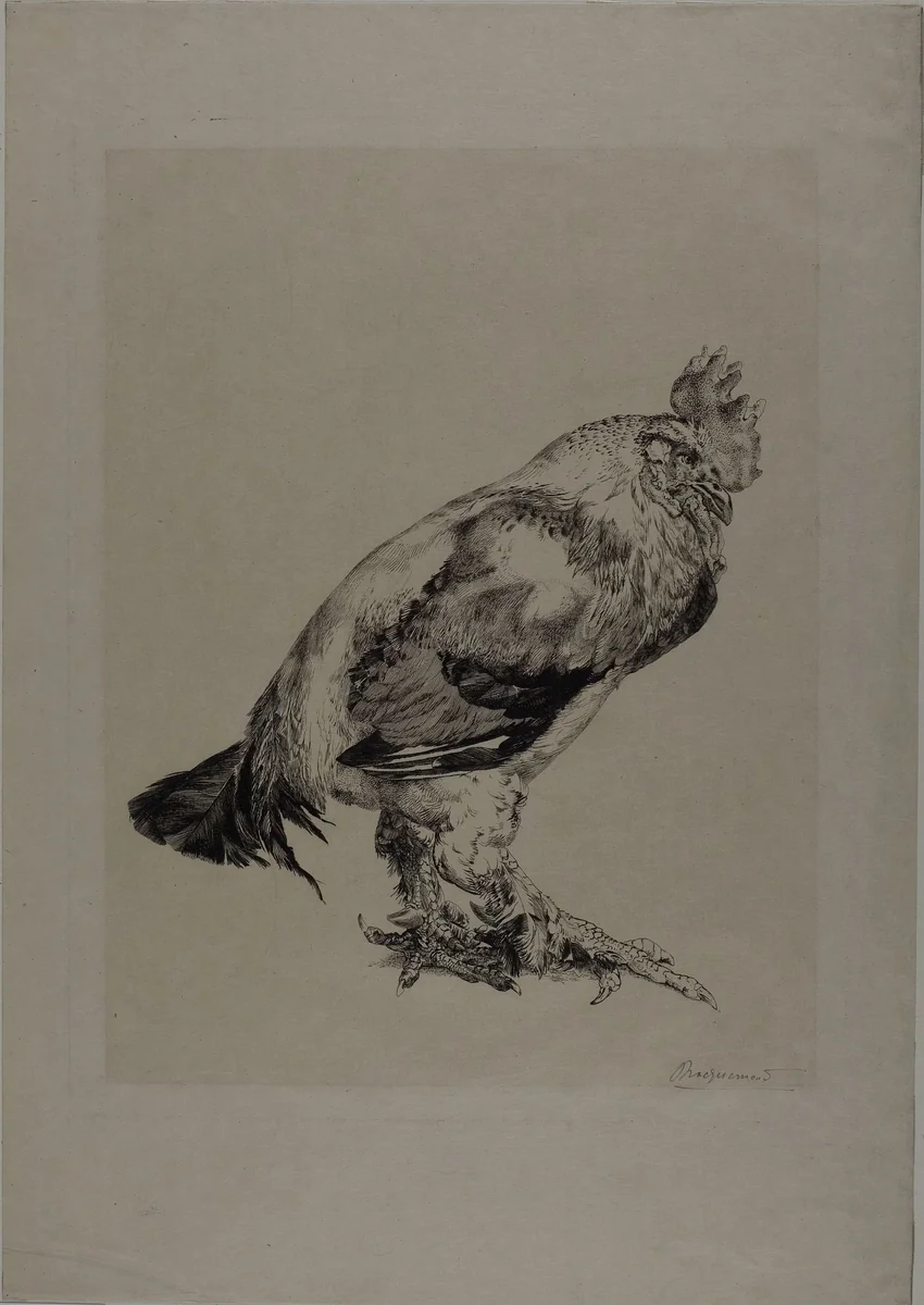 The Old Cock by Felix Bracquemond, print, 1882