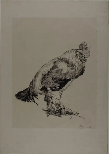 The Old Cock by Felix Bracquemond, print, 1882