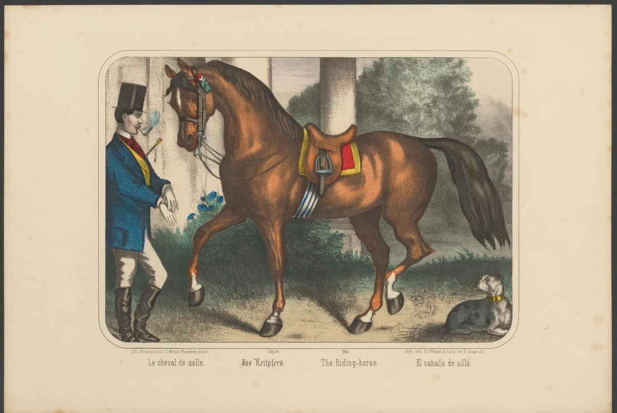 Opgezadeld paard by anonymous, print, 1880-1888