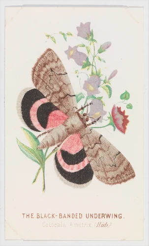 The Black-Banded Underwing, from "The Butterflies and Moths of America", Part 2 by Louis Prang & Co., print, 1862
