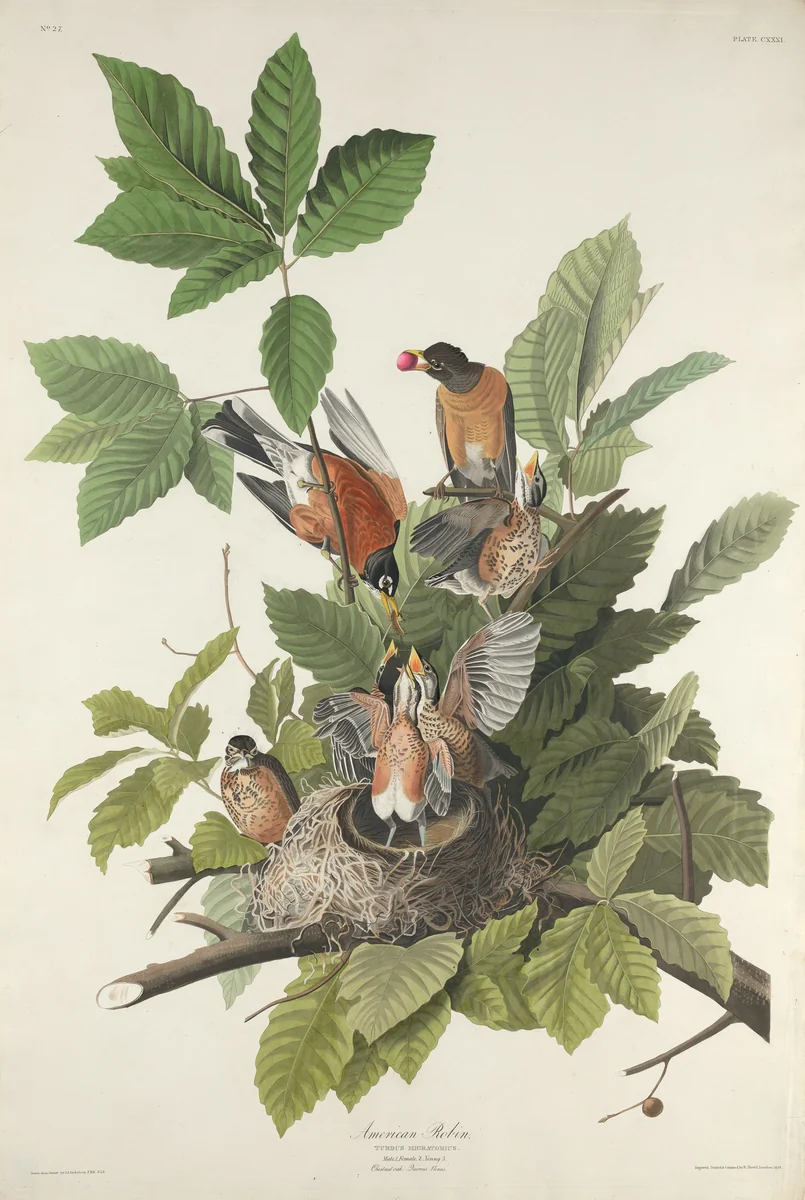 American Robin by Robert Havell, Jr.; John James Audubon, print, 1832