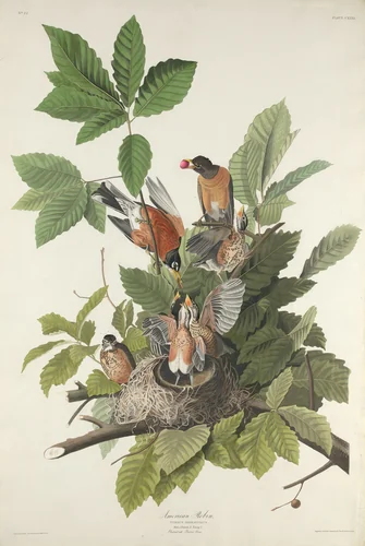 American Robin by Robert Havell, Jr.; John James Audubon, print, 1832