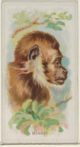 Monkey, from the Wild Animals of the World series (N25) for Allen & Ginter Cigarettes by Allen & Ginter, print, 1888