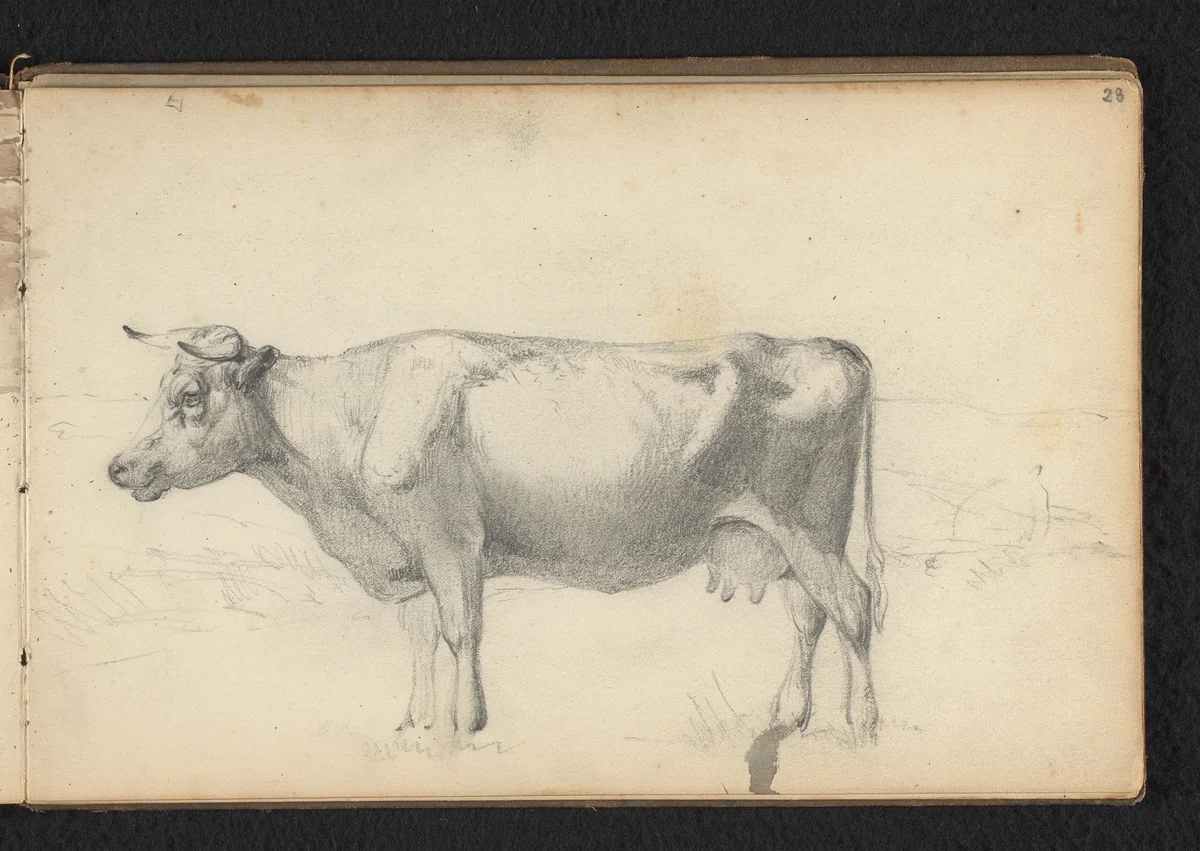 Koe by Jan Bedijs Tom, drawing, 1823-1894