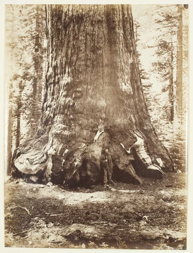 Section of the Grizzly Giant with Galen Clark, Mariposa Grove, Yosemite by Carleton Watkins, photograph, 1865-1866