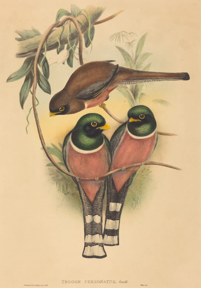 Trogan personatus by H.C. Richter; John Gould, print, 1836-1838