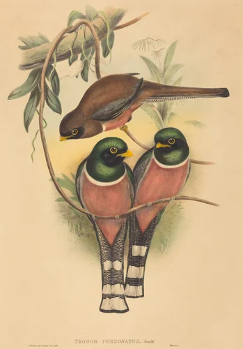 Trogan personatus by H.C. Richter; John Gould, print, 1836-1838