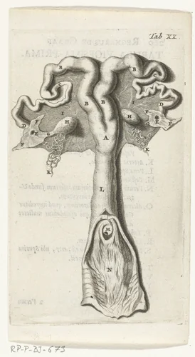 Anatomische afbeelding van de baarmoederhals, de baarmoeder, de eileiders en de eierstokken by Hendrik Bary, print, 1672