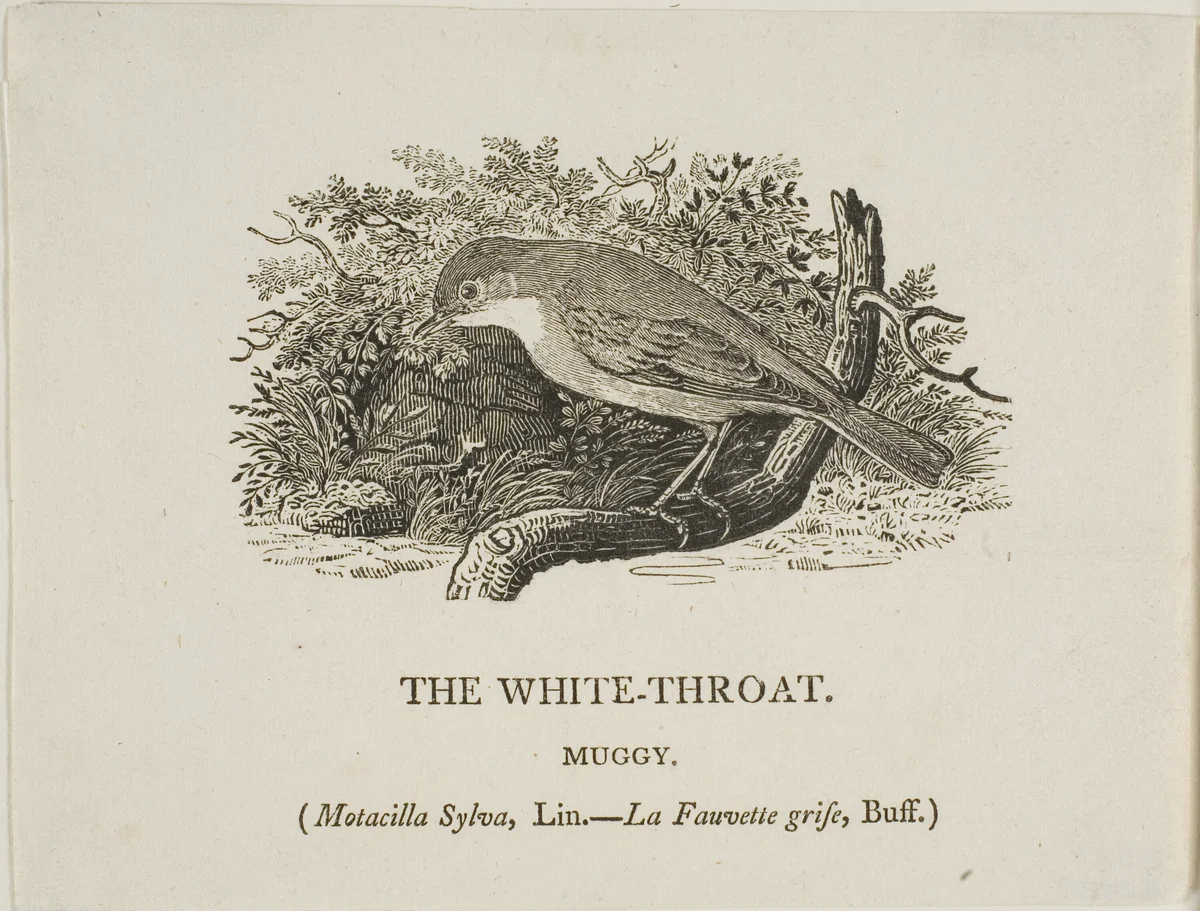 White Throat (Bird) by Thomas Bewick, print, 1773-1828