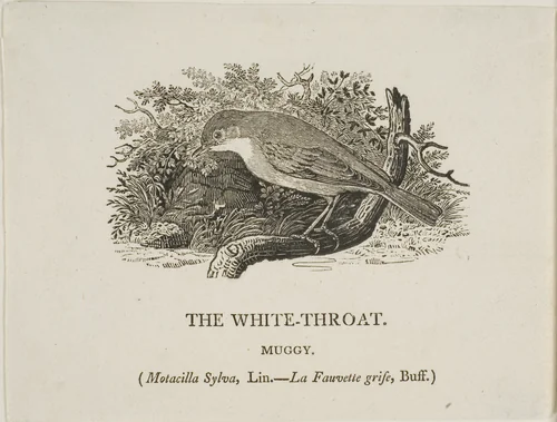White Throat (Bird) by Thomas Bewick, print, 1773-1828