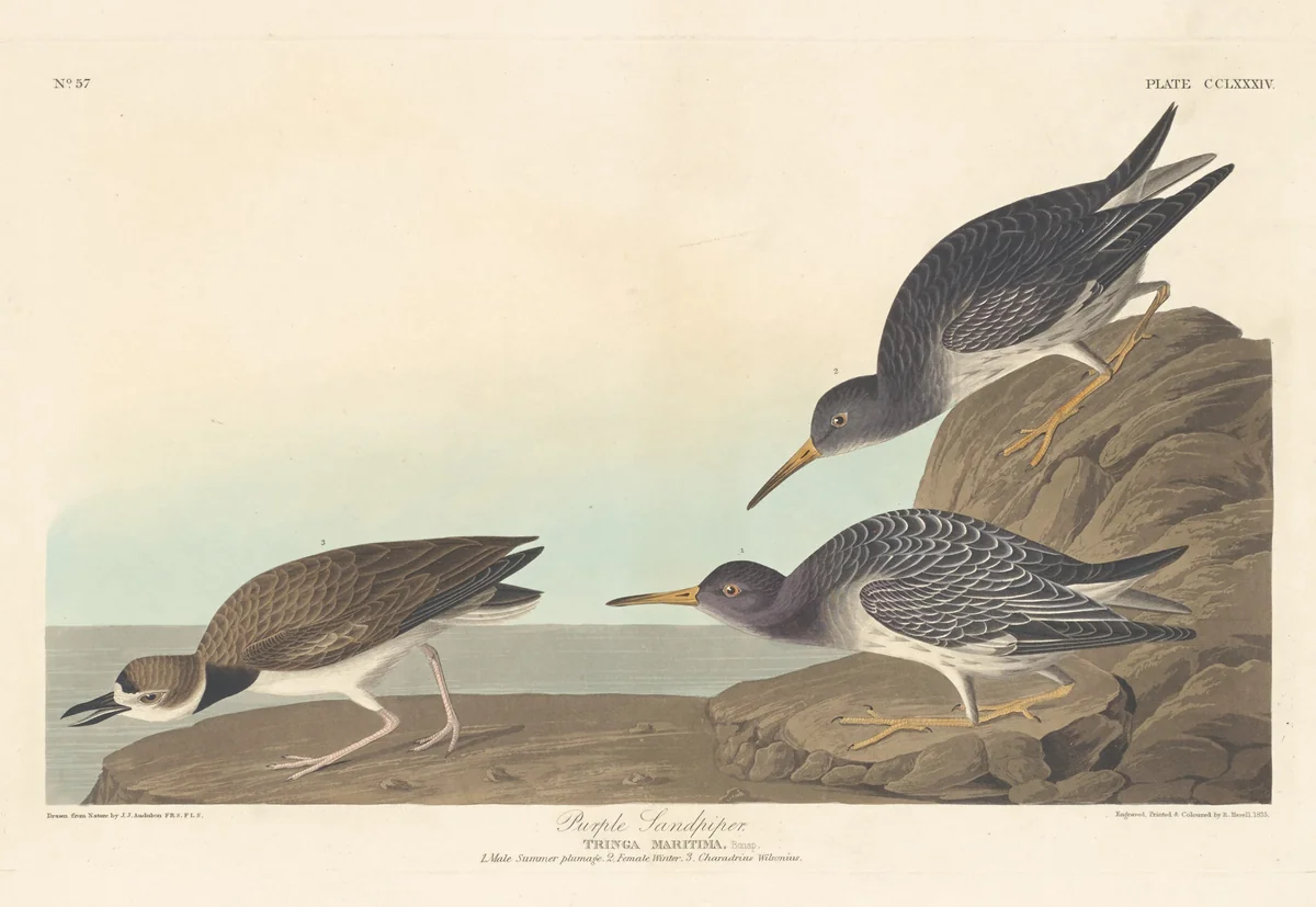 Purple Sandpiper by Robert Havell, Jr.; John James Audubon, print, 1835