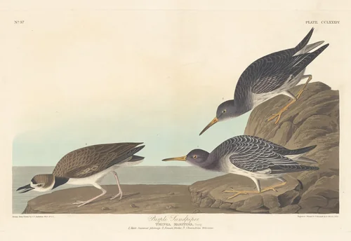 Purple Sandpiper by Robert Havell, Jr.; John James Audubon, print, 1835
