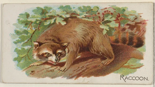 Raccoon, from the Quadrupeds series (N21) for Allen & Ginter Cigarettes by Allen & Ginter, print, 1890