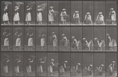Plate Number 454. Taking a 12-lb. basket from head and placing it on the ground by Eadweard Muybridge, photograph, 1887