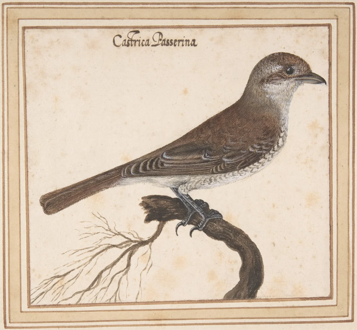 Castrica Passerina by Vincenzo Leonardi, drawing, 1621-1646