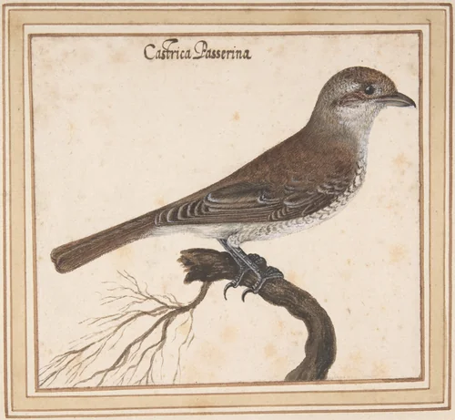 Castrica Passerina by Vincenzo Leonardi, drawing, 1621-1646