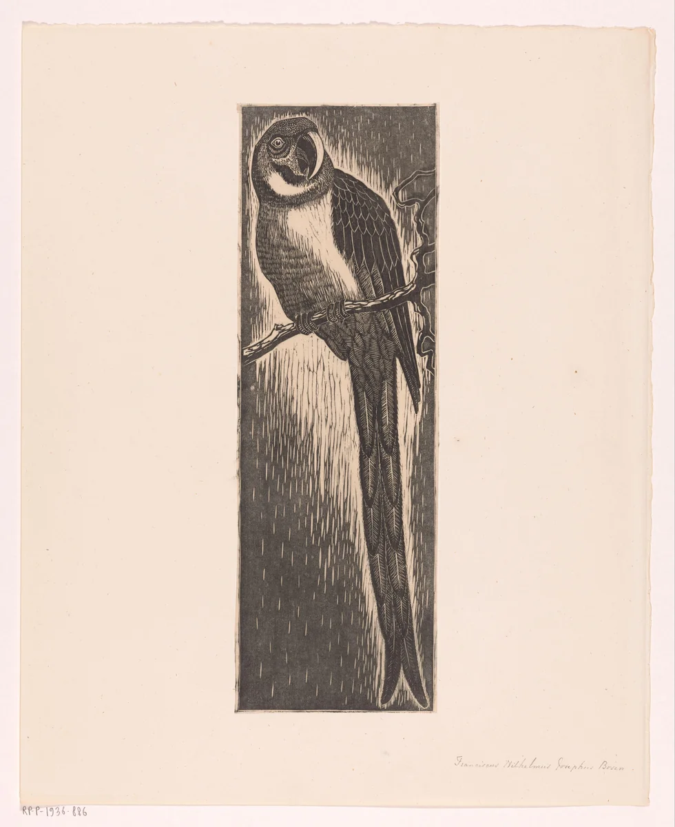 Papegaai zittend op tak by Frans Bosen, print, 1901-1936