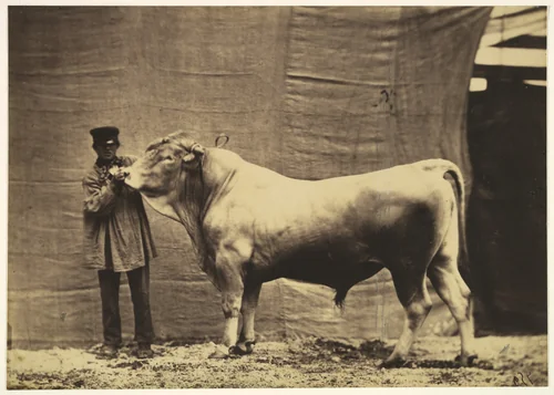[Bull from Glane, Canton of Fribourg] by Adrien Tournachon, photograph, 1856