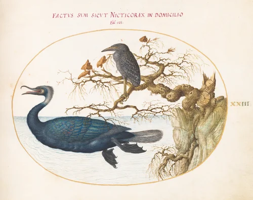 Plate 23: A Brandt's Cormorant with a Juvenile Crowned Night Heron by Joris Hoefnagel, drawing, 1570-1599