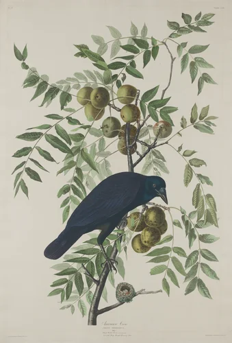 American Crow by Robert Havell, Jr.; John James Audubon, print, 1833
