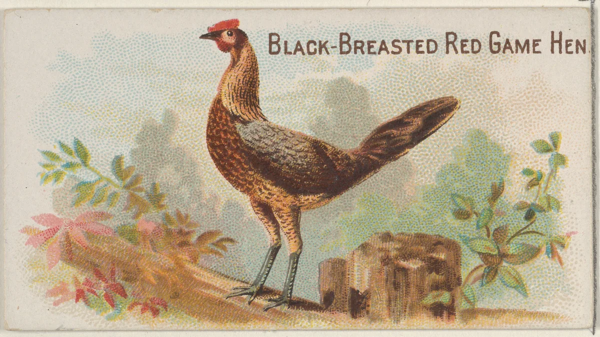 Black-Breasted Red Game Hen, from the Prize and Game Chickens series (N20) for Allen & Ginter Cigarettes by Allen & Ginter, print, 1891