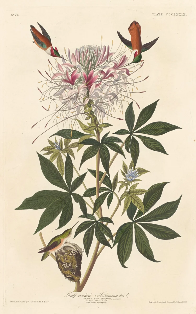 Ruff-necked Humming-bird by Robert Havell, Jr.; John James Audubon, print, 1837