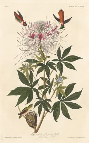 Ruff-necked Humming-bird by Robert Havell, Jr.; John James Audubon, print, 1837
