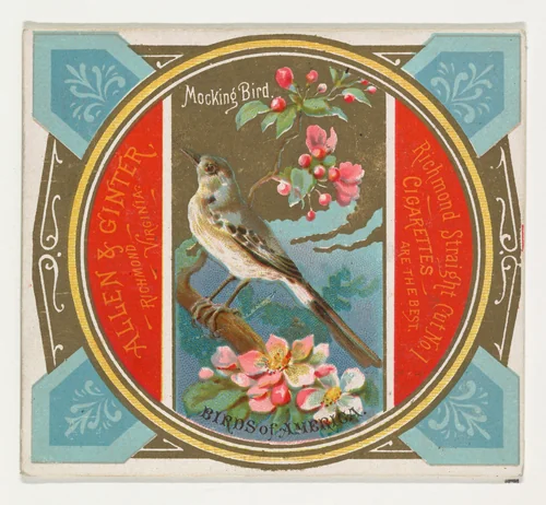 Mockingbird, from the Birds of America series (N37) for Allen & Ginter Cigarettes by Allen & Ginter, print, 1888