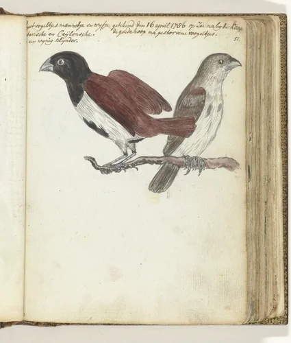 Rijstvogeltjes by Jan Brandes, drawing, 1786