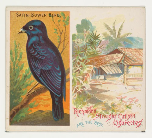 Satin Bower Bird, from Birds of the Tropics series (N38) for Allen & Ginter Cigarettes by Allen & Ginter, print, 1889