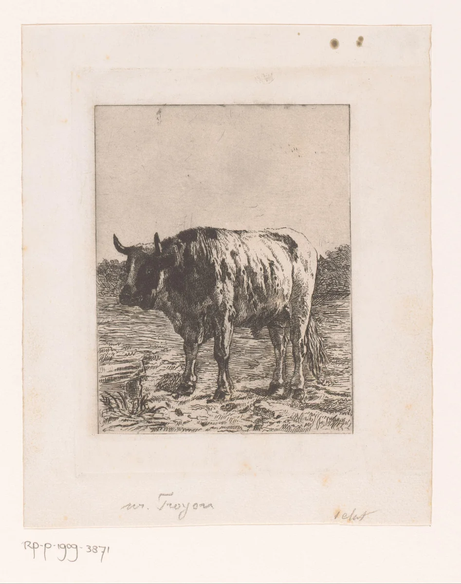 Stier in de wei by Auguste Danse, print, 1874