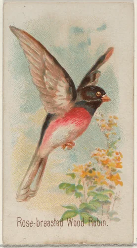 Rose-breasted Wood Robin, from the Song Birds of the World series (N23) for Allen & Ginter Cigarettes by Allen & Ginter, print, 1890