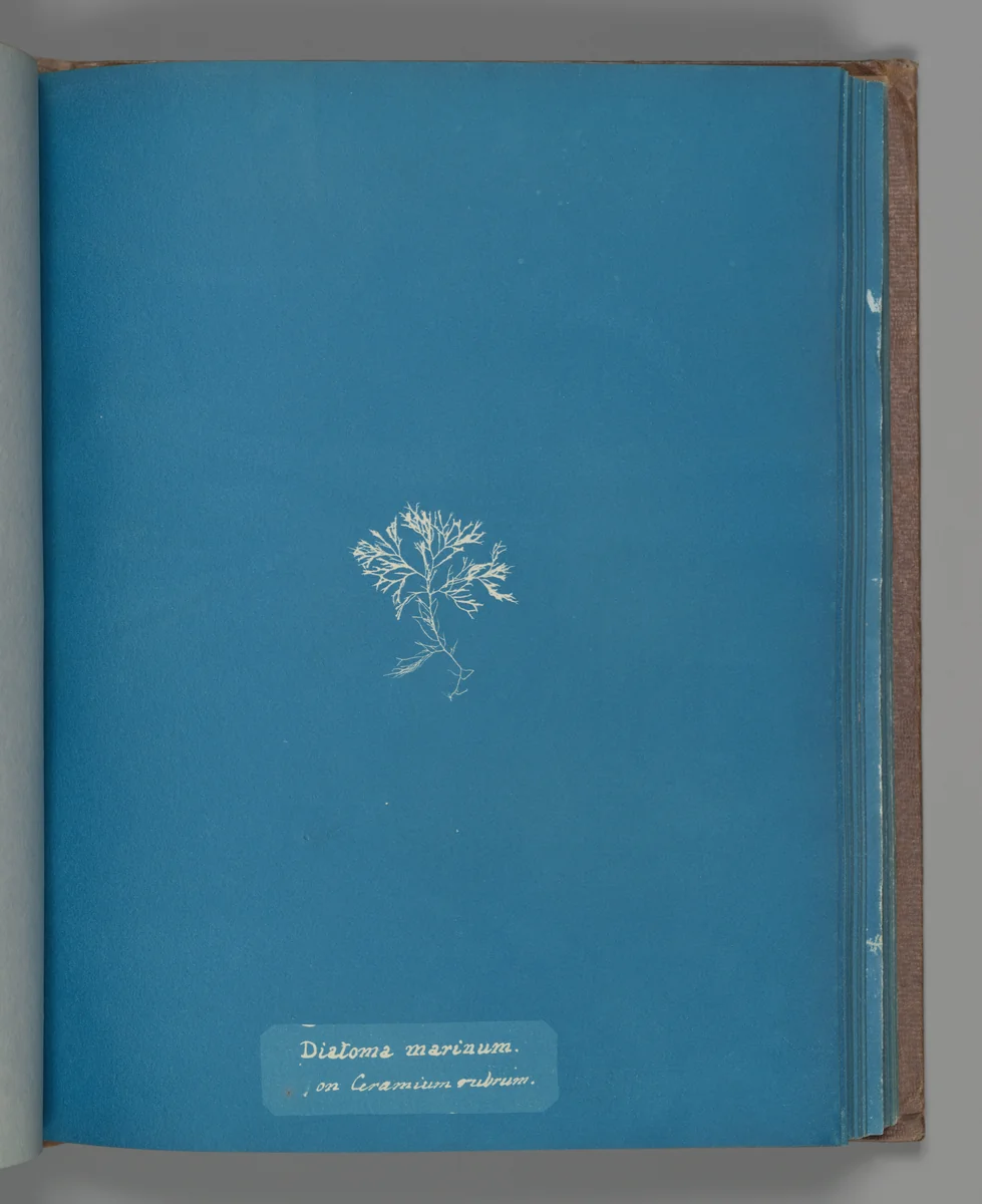 Diatoma marinum on Ceramium rubrum by Anna Atkins, photograph, 1851-1855