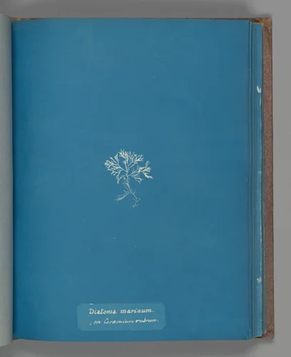 Diatoma marinum on Ceramium rubrum by Anna Atkins, photograph, 1851-1855