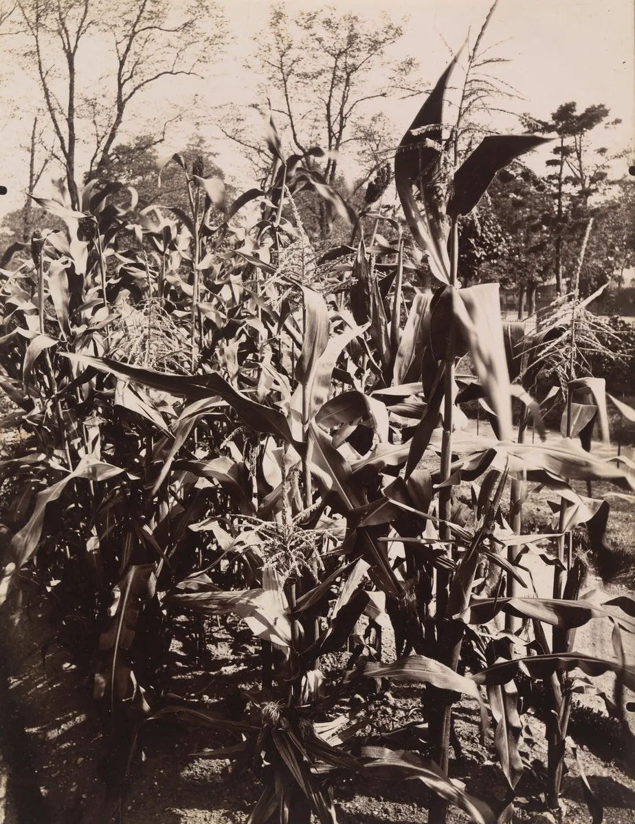 Untitled by Eugène Atget, photograph, 1900