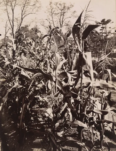 Untitled by Eugène Atget, photograph, 1900