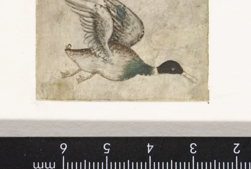 Wilde eend in de vlucht by Monogrammist HK, drawing, 1440-1460