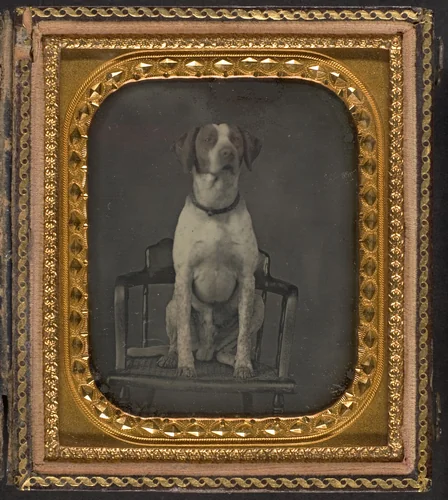 [Dog Posing for Portrait in Photographer's Studio Chair] by Rufus Anson, photograph, 1851-1859